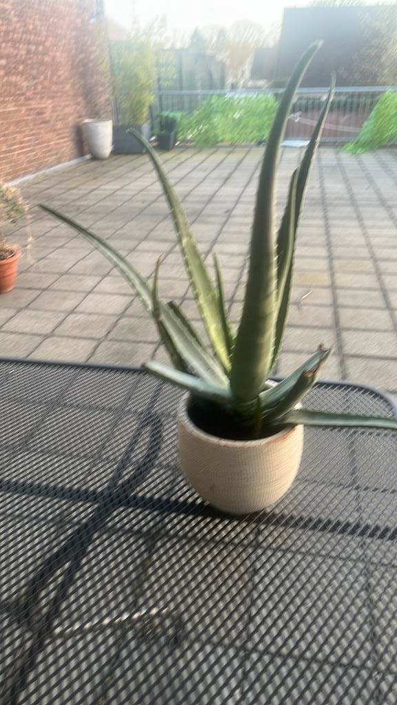 Mooie Aloe Vera plant met pot, Overige soorten, Vaste plant, Ophalen of Verzenden, Bloeit niet
