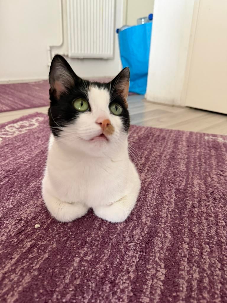 Mooie spelende vrouwen kat 3 jaar, Poes