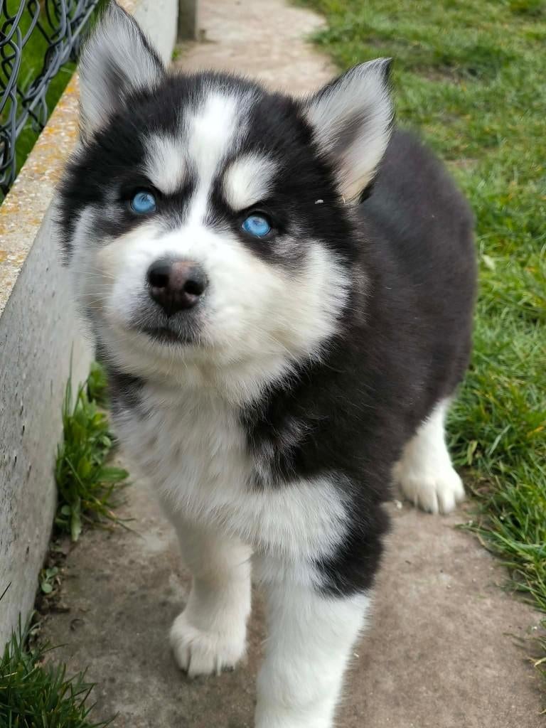 Prachtige Belgische Husky pupjes te koop, Dieren en Toebehoren, Parvo, België, Overige rassen, 8 tot 15 weken