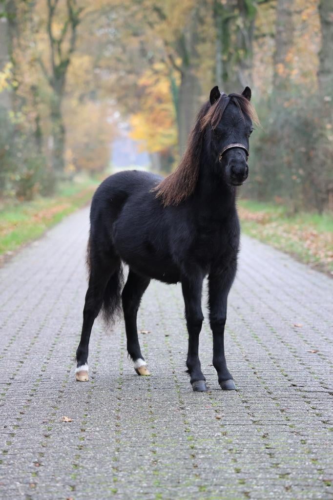 Mooie en lieve zwarte jaarling nmprs, aspc, amhr merrie, Dieren en Toebehoren, Merrie, A pony (tot 1.17m), Met stamboom, 0 tot 2 jaar