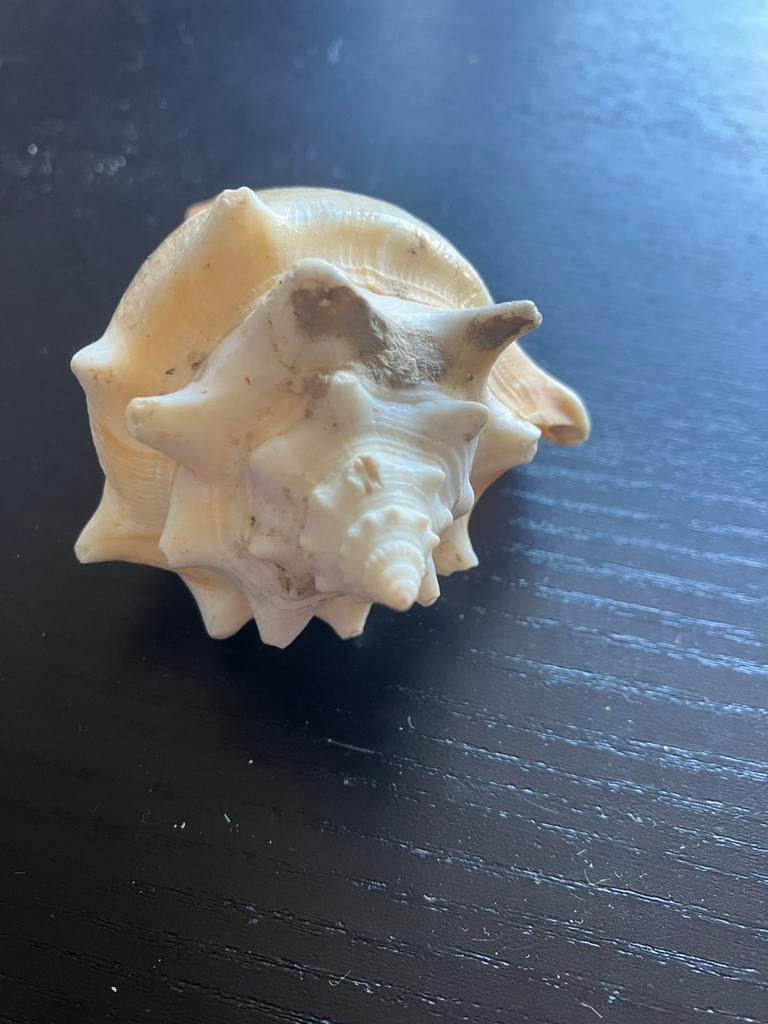 Oceaanschelp / zeeschelp , ong 8cm, Ophalen of Verzenden