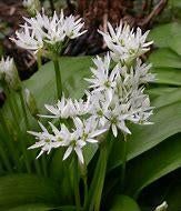 daslook, Tuin en Terras, Planten | Tuinplanten, Vaste plant, Bodembedekkers, Halfschaduw, Lente, Ophalen