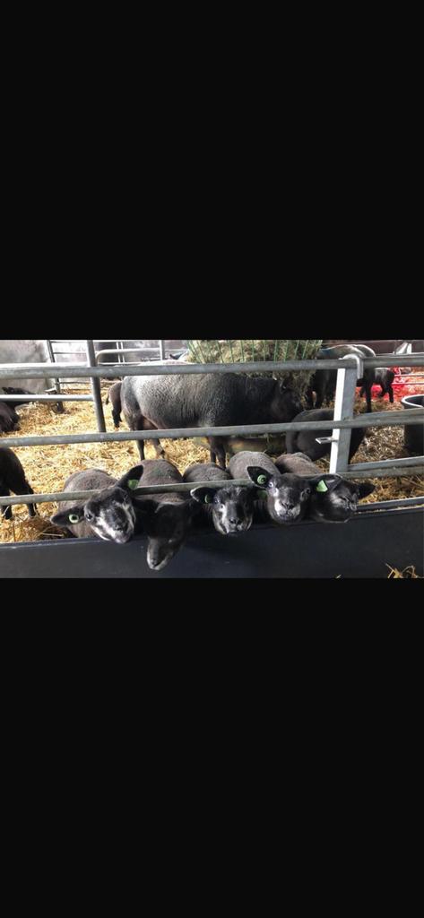 Gezocht potlammeren potlam fleslam leblam, Dieren en Toebehoren, Vrouwelijk, Schaap