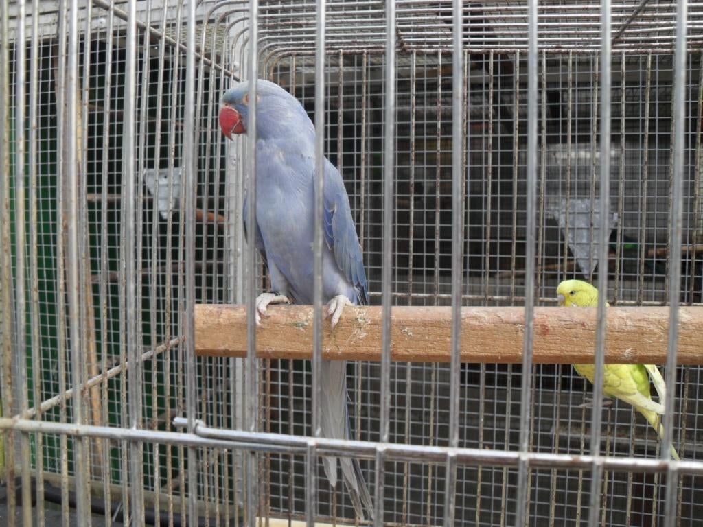 parkieten /enz, Dieren en Toebehoren, Vogels | Parkieten en Papegaaien, Meerdere dieren, Parkiet, Tam