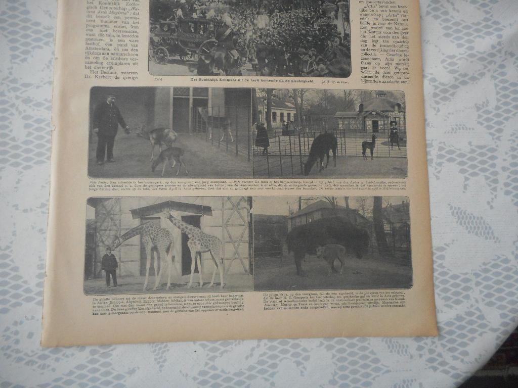 Artis. Merkwaardige dieren. 1906., Ophalen of Verzenden, Voor 1920, Nederland, Knipsel(s)