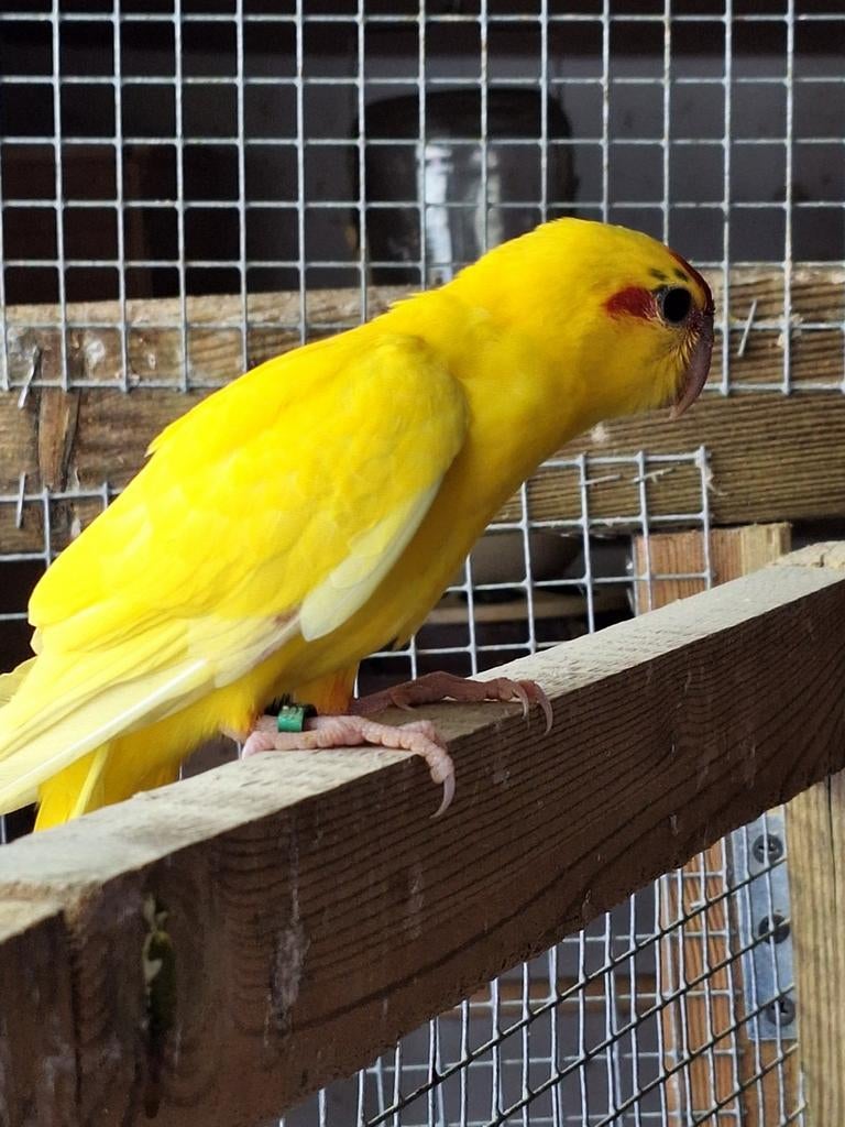 Jonge kakarikies., Dieren en Toebehoren, Vogels | Parkieten en Papegaaien, Meerdere dieren, Parkiet, Geringd