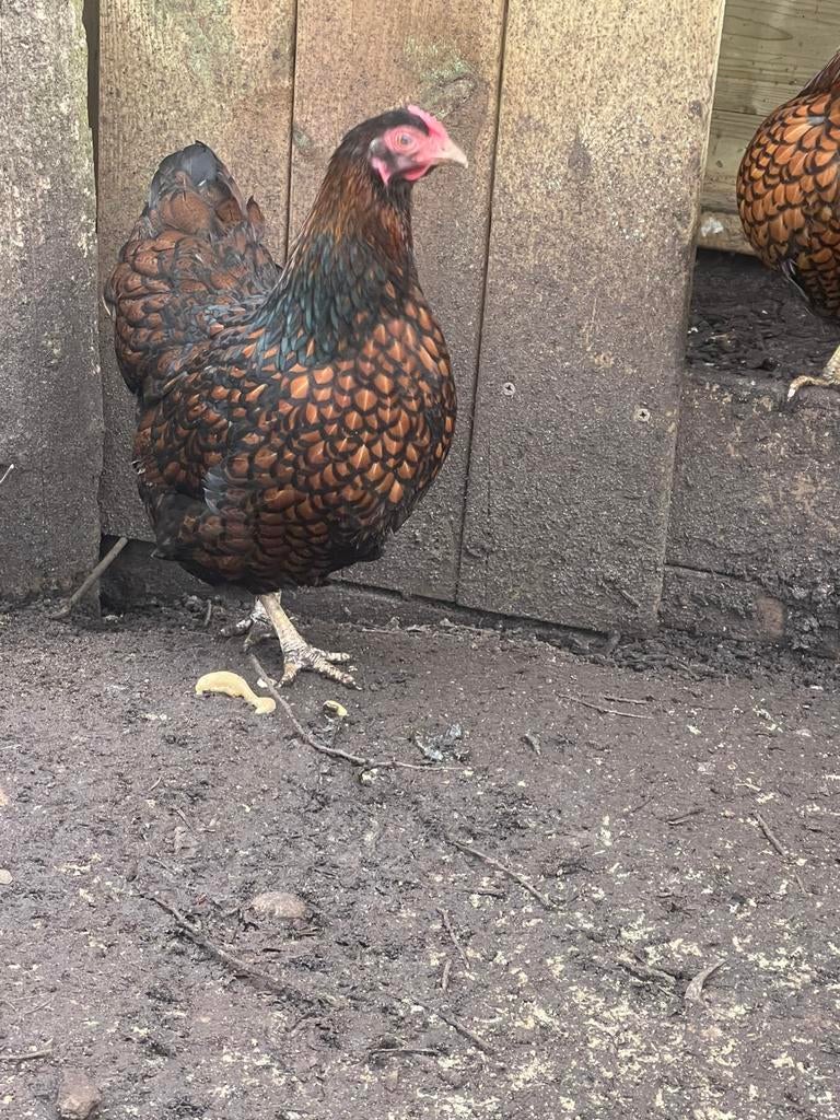 1 koppel wyandotte kriel goudzwart gezoomd, Dieren en Toebehoren, Pluimvee, Meerdere dieren, Kip