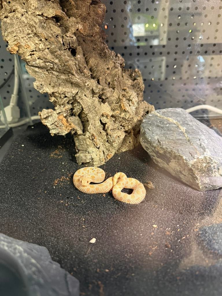 Heterodon nasicus - haakneusslang albino conda, Slang, 0 tot 2 jaar