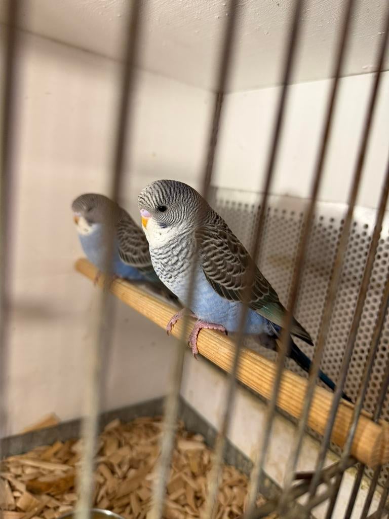 Blackwing split blackface parkiet, Dieren en Toebehoren, Vogels | Parkieten en Papegaaien, Mannelijk, Parkiet, Geringd