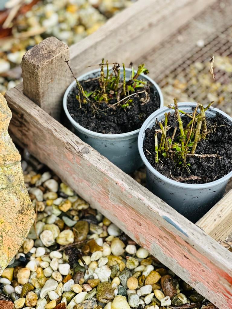 Stekjes Verbena, Ophalen of Verzenden, Volle zon, Knol