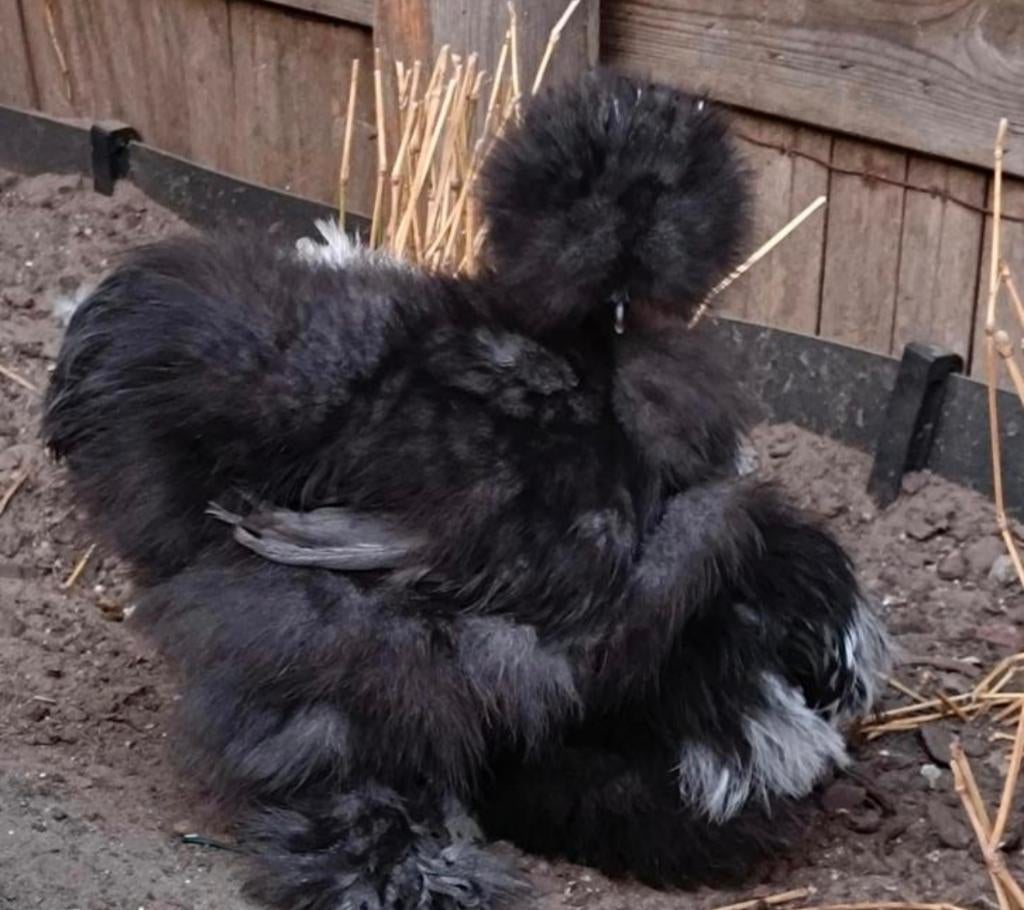 Broedeieren Usa zijdehoen, Geslacht onbekend, Kip