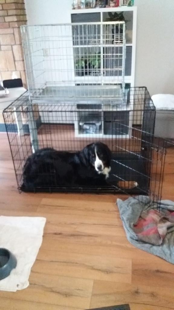 Hondenbench - Maat XXL (120 x 76 x 82 cm
 Zwart, Ophalen of Verzenden