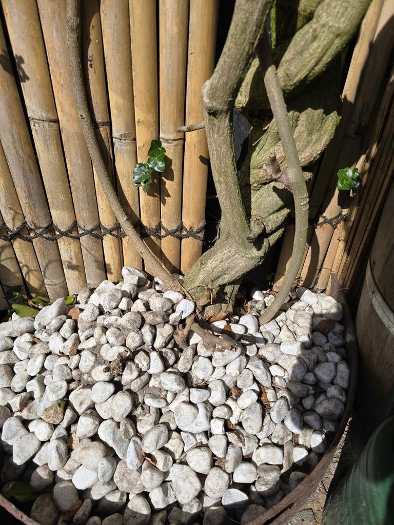 Luxe witte Carrara Keien (40-100 mm) – Per 30 kg, Tuin en Terras, Grind, Keien en Split, Zo goed als nieuw, Kei, Wit, Marmer, Ophalen