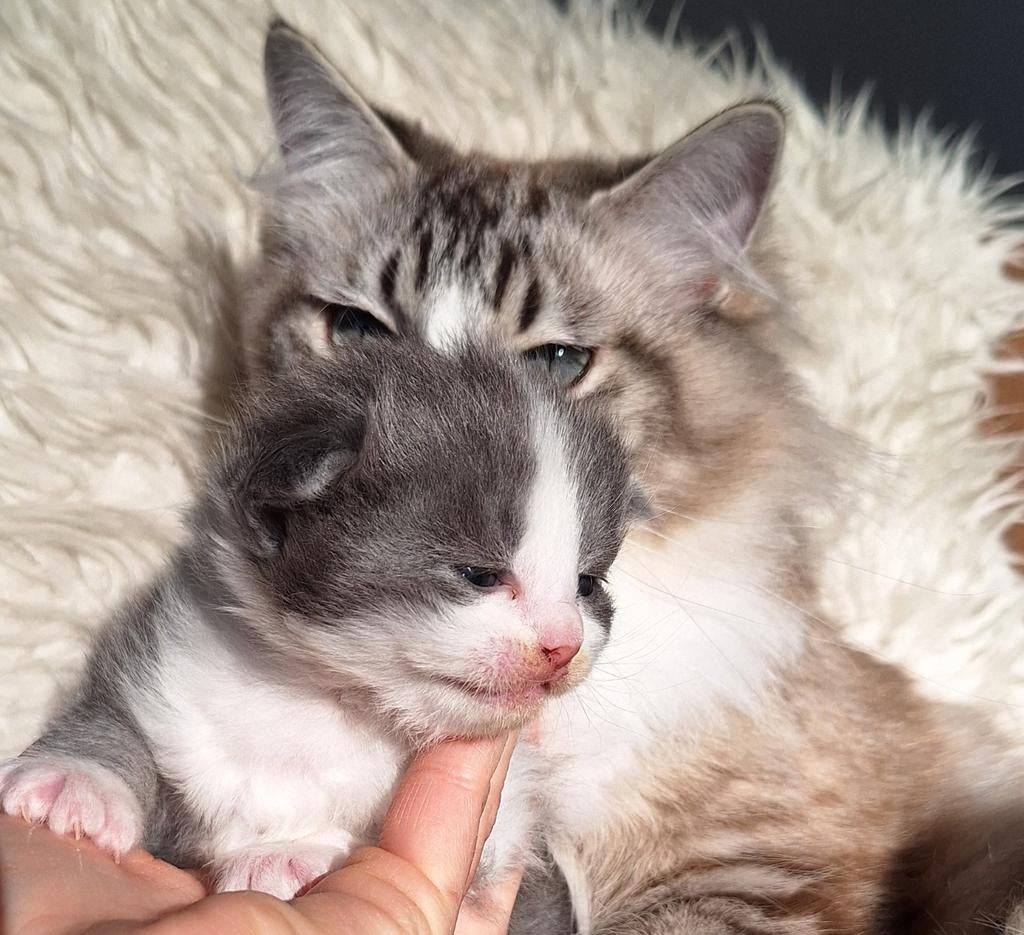 Ragdoll kittens met stamboom, Meerdere dieren, Met stamboom