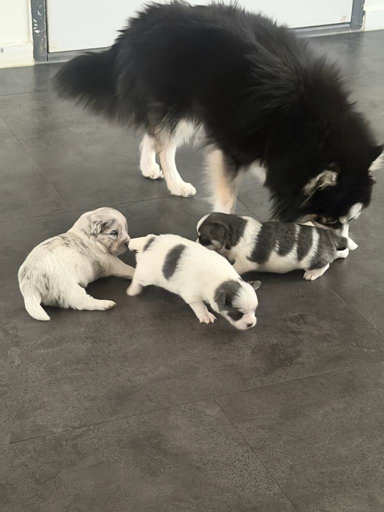 3 reutjes van bijna 4 weken., Dieren en Toebehoren, Honden | Niet-rashonden, Reu, Meerdere, Klein, Nederland