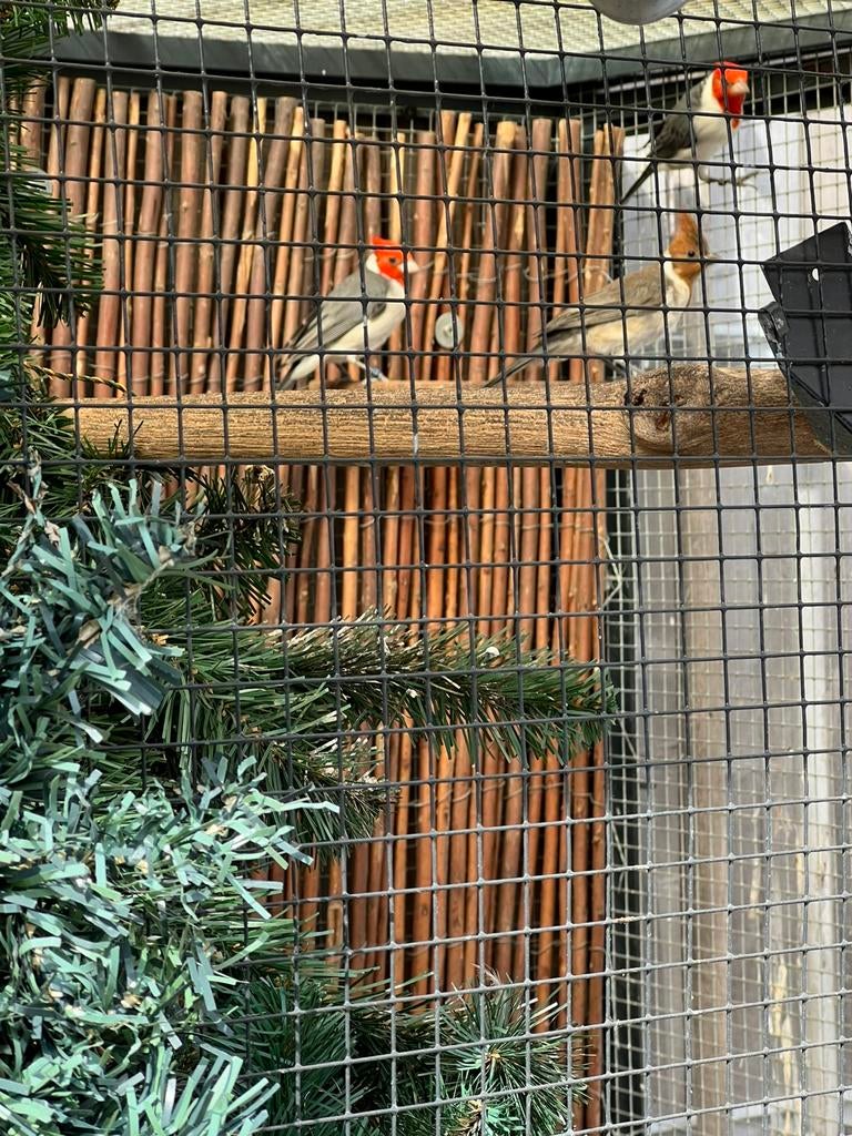 Pop tood kuif kardinaal, Dieren en Toebehoren, Vogels | Overige Vogels, Vrouwelijk, Geringd