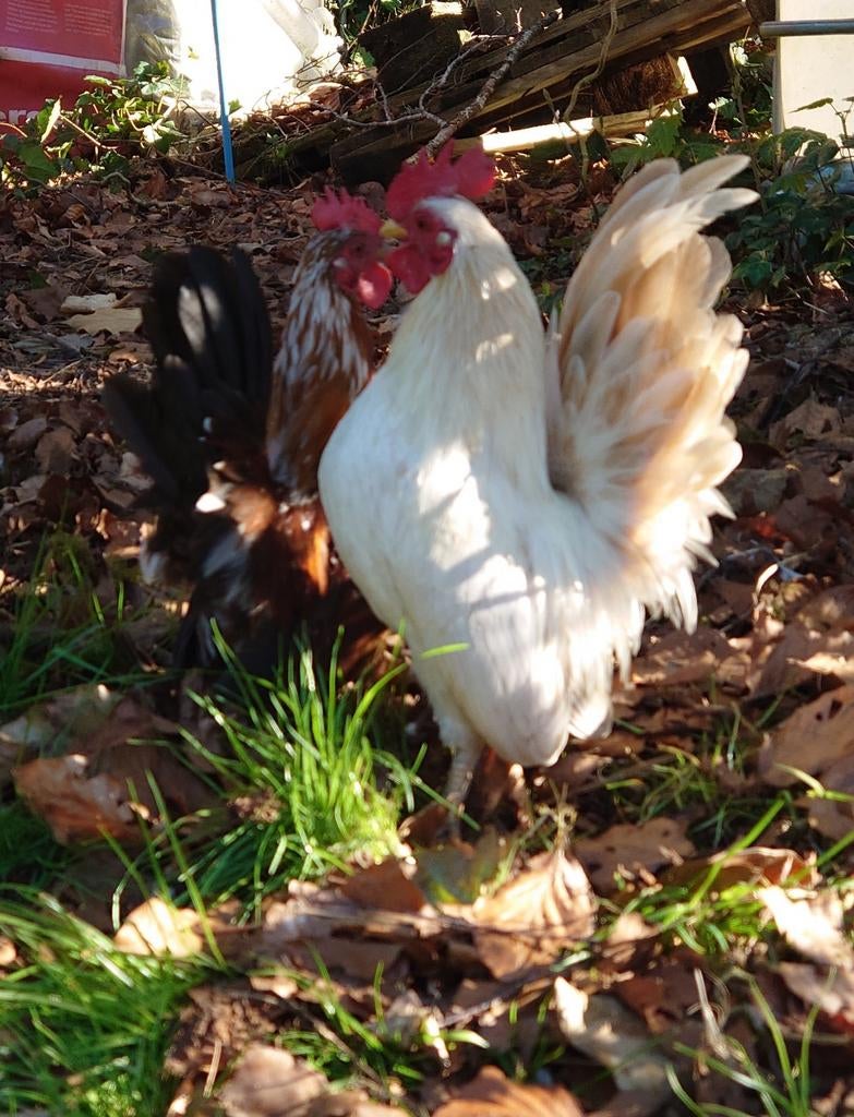 Serama haantje van 2026, Dieren en Toebehoren