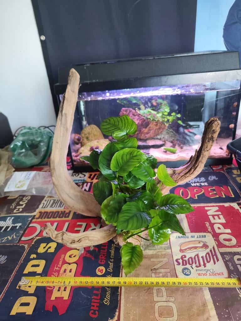Kienhout, aquarium hout met grote Anubias Barteri., Ophalen of Verzenden, Inclusief planten, Plant(en), Steen of Hout