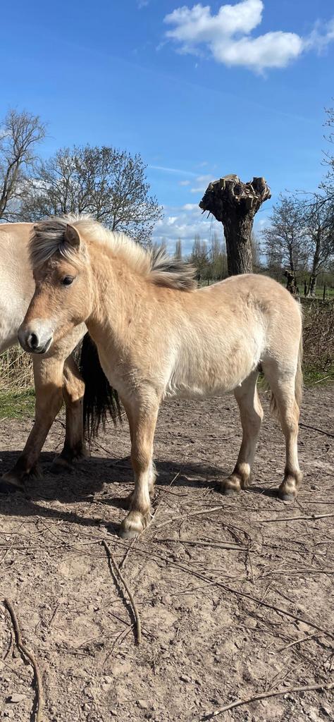 Fjord jaarling en alpaca, Dieren en Toebehoren, Met stamboom, B, 0 tot 2 jaar, Hengst