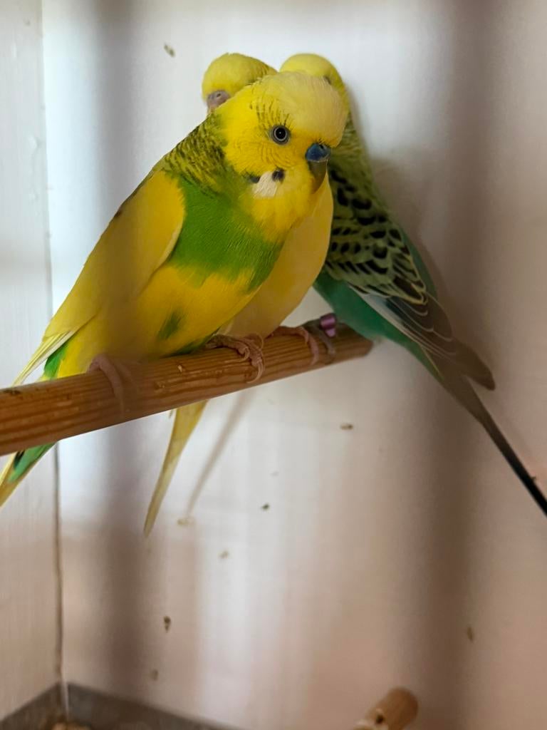 Grasparkiet man, Mannelijk, Parkiet