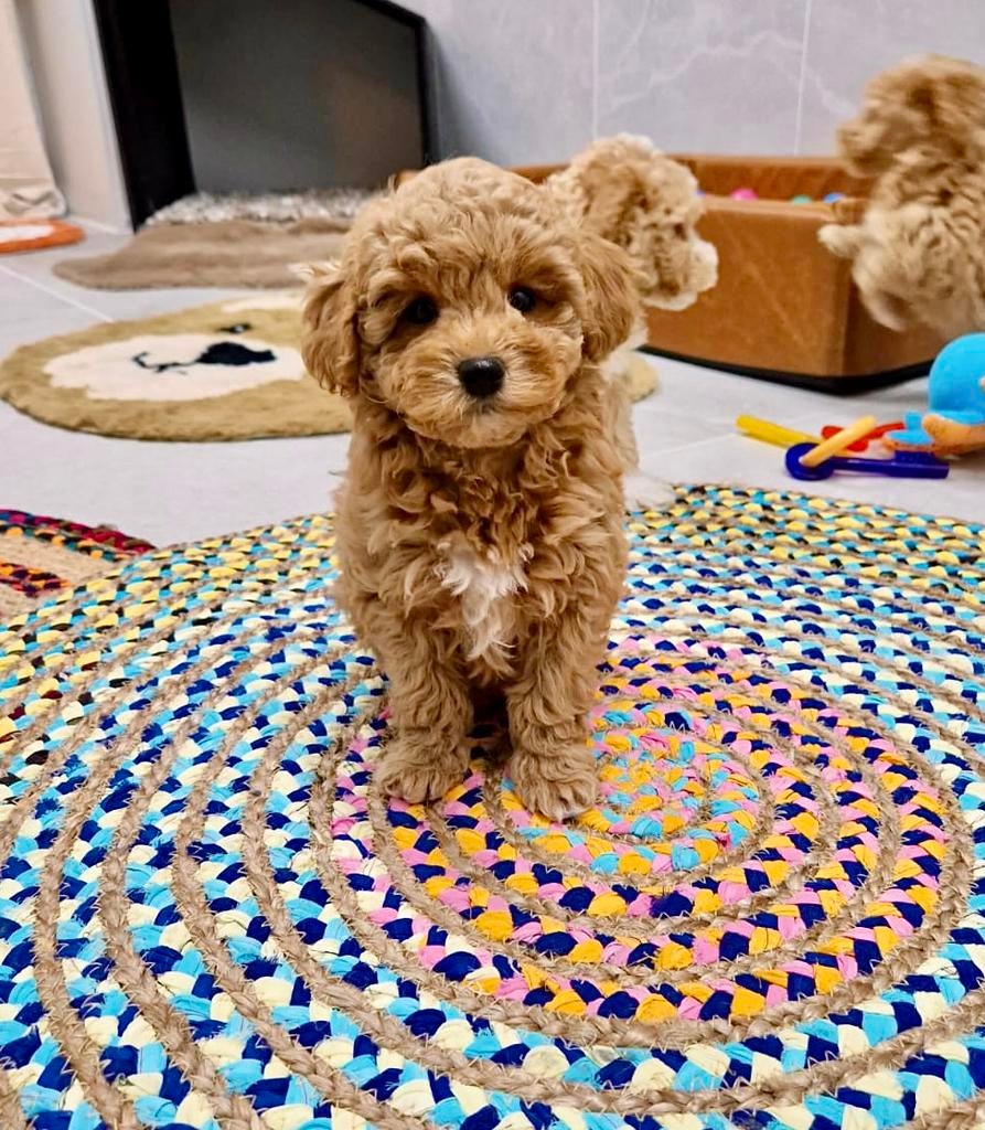 Prachtige boomer x toy poedel pups, Parvo, Nederland, Overige rassen, 8 tot 15 weken