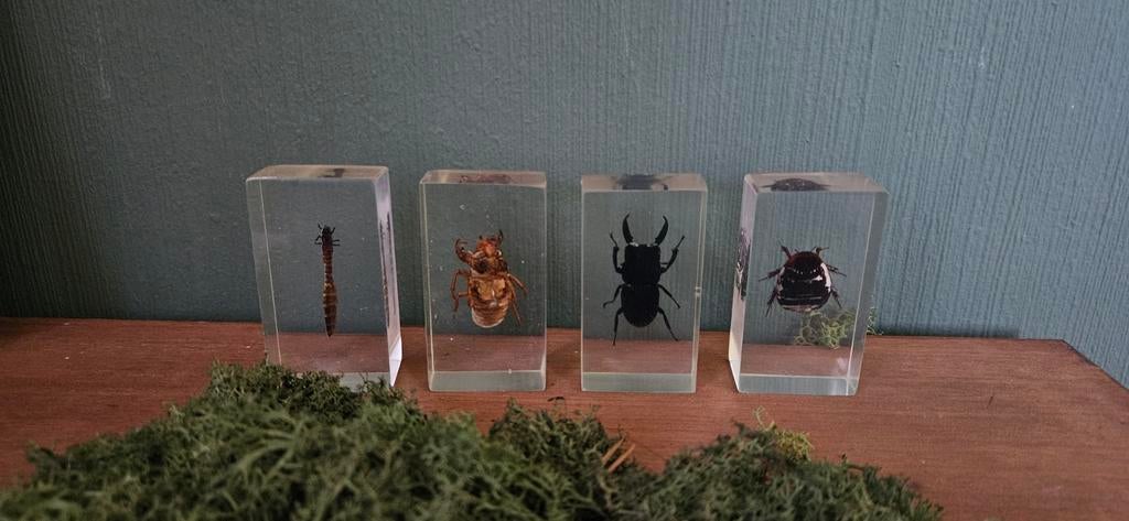 Set van 4 insecten in hars., Verzamelen, Dierenverzamelingen, Verzenden, Nieuw, Insect, Opgezet dier