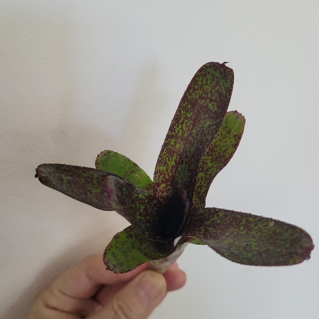 Neoregelia atlantis / terrarium plant, Ophalen of Verzenden, Halfschaduw, Minder dan 100 cm