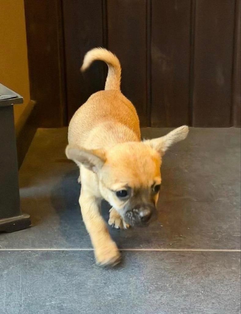 Te koop: bijzondere Chihuahua x Jack Russell (4 maanden oud), Dieren en Toebehoren, Honden | Niet-rashonden, Reu, 8 tot 15 weken