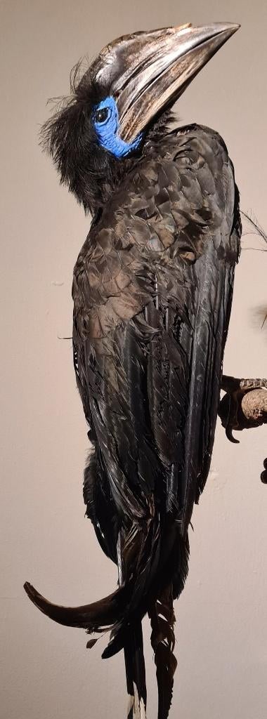 Opgezette blauwkeelneushoornvogel Neushoornvogel Taxidermie, Ophalen of Verzenden