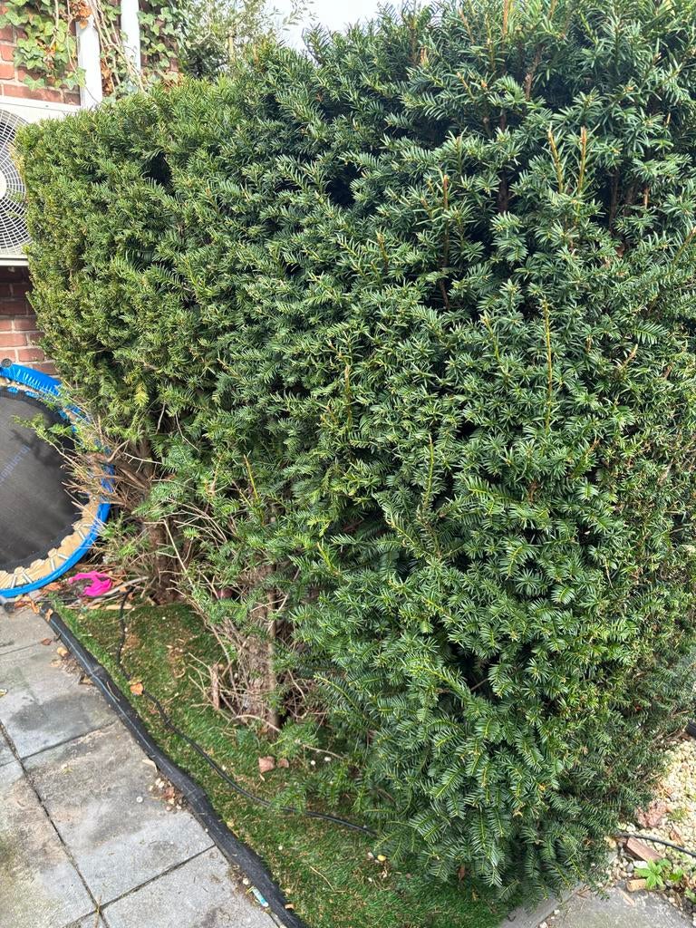 3 x taxux. Gratis. Ongeveer 180cm hoog, Ophalen, Taxus, Minder dan 100 cm