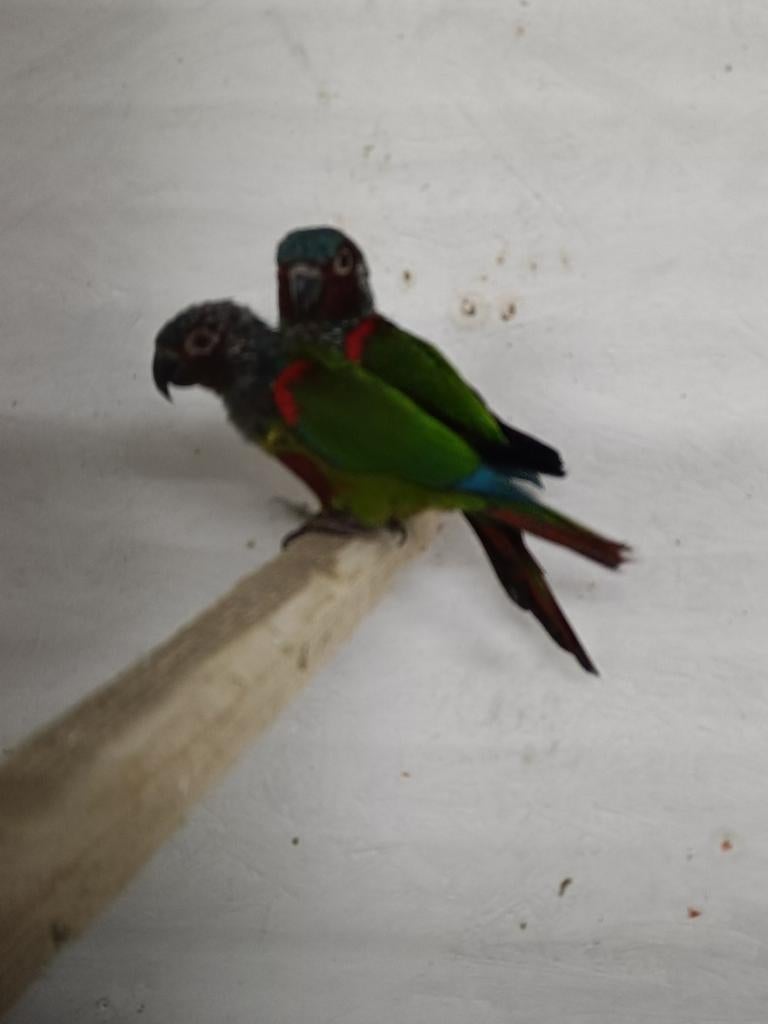 Koppel Pyrrhura, Dieren en Toebehoren, Meerdere dieren, Parkiet