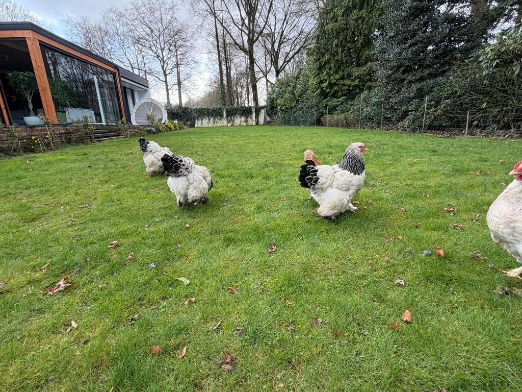 Brahma, Dieren en Toebehoren, Pluimvee, Geslacht onbekend, Kip