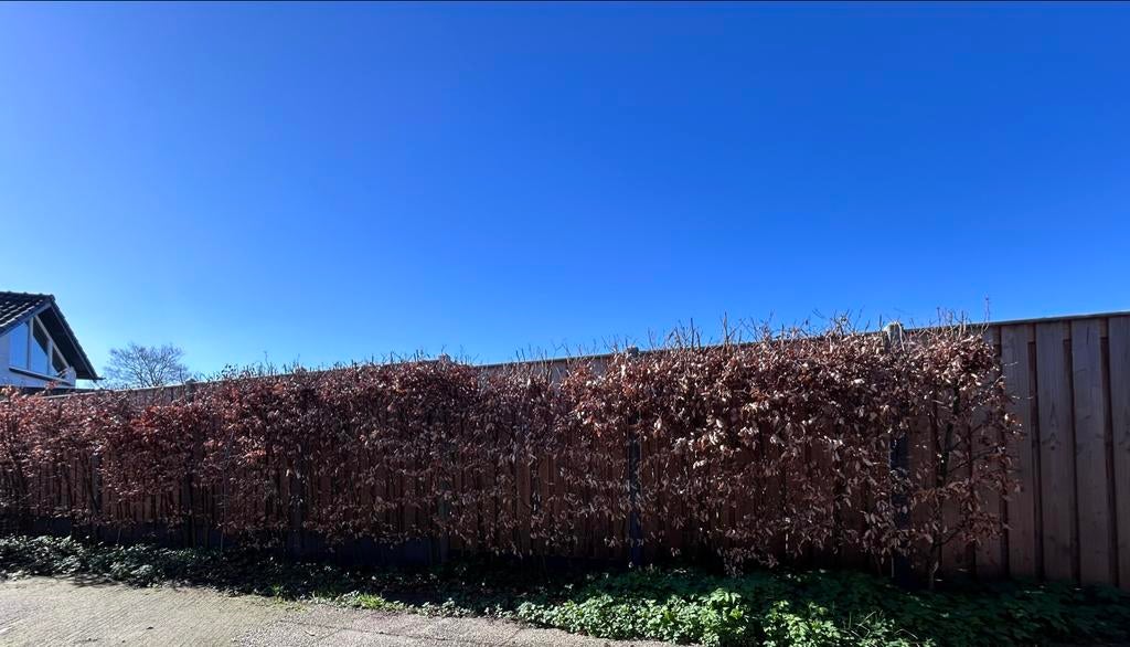 3 meter beukenhaag, Tuin en Terras, Ophalen, Beukenhaag, Haag, 250 cm of meer