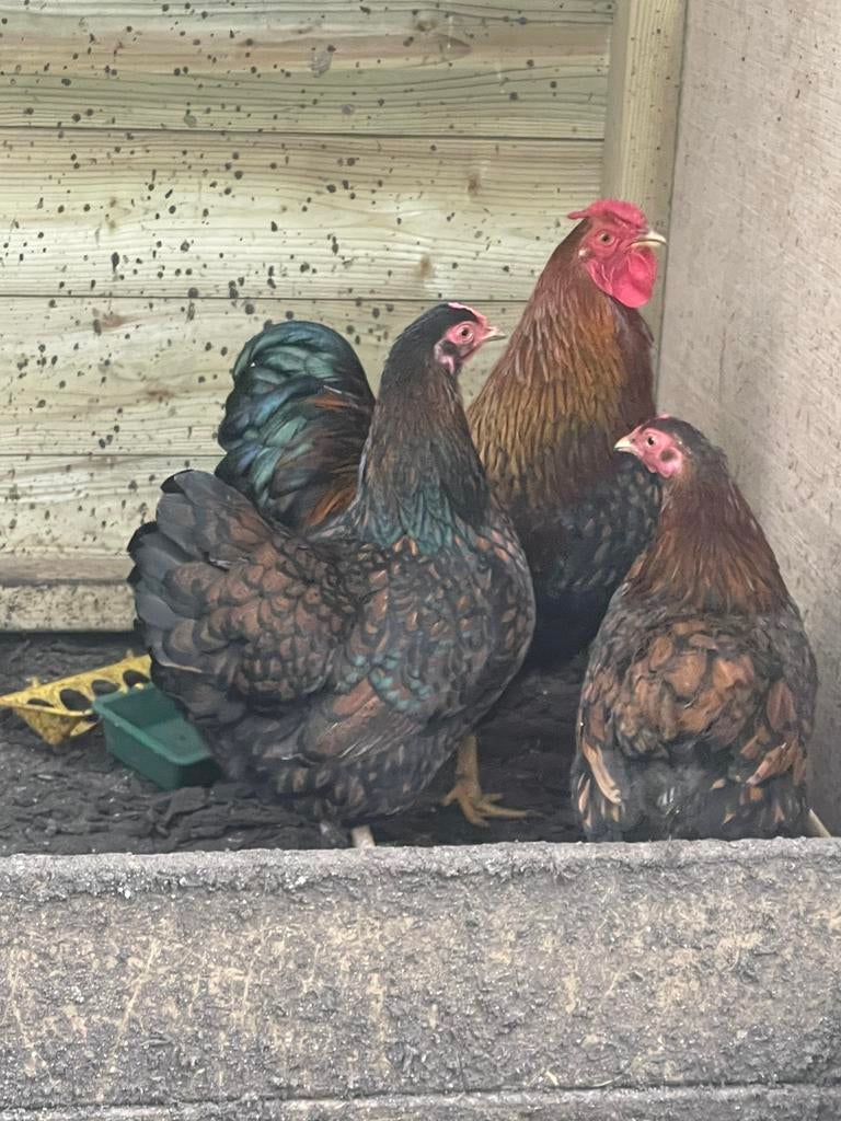 Broedeieren Wyandotte kriel goud-zwart gezoomd en tollbunt, Dieren en Toebehoren, Pluimvee, Geslacht onbekend, Kip