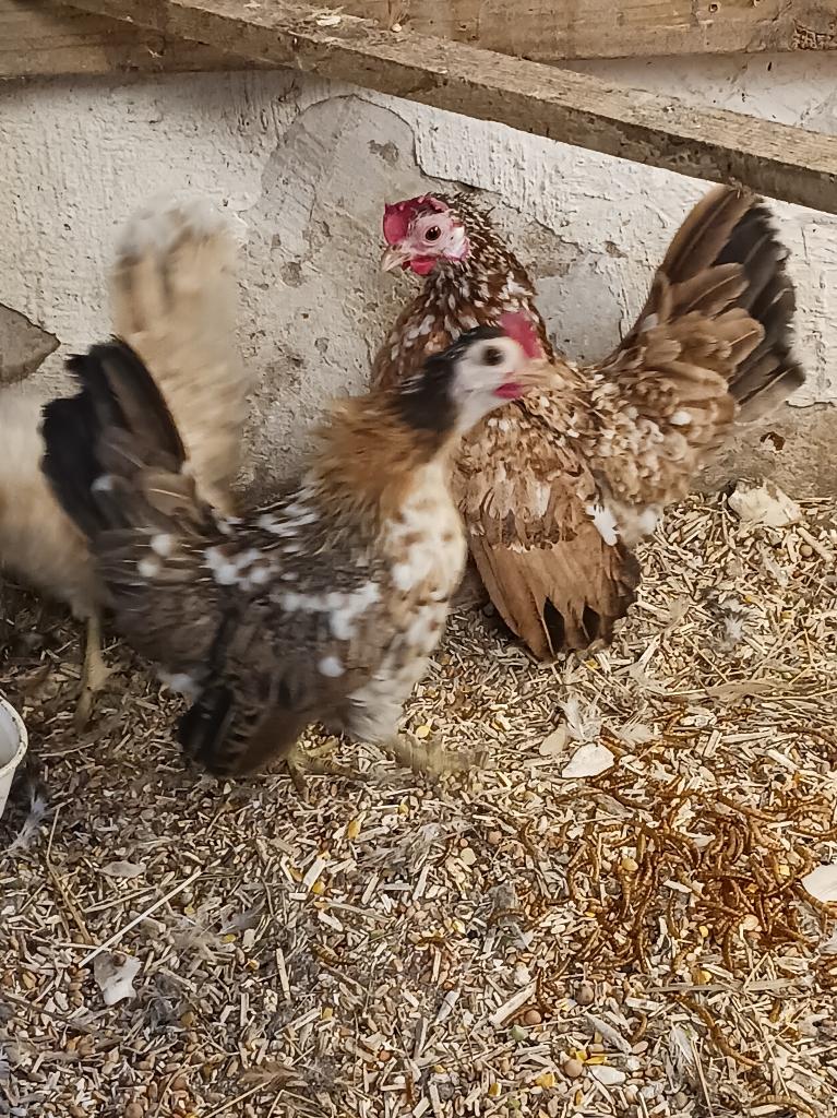 Serama mini krielkip. 3 hennen., Dieren en Toebehoren, Pluimvee, Vrouwelijk, Kip