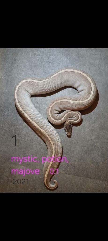 Diverse ball python te koop zie foto's Ball Python - unknown for sale from appie