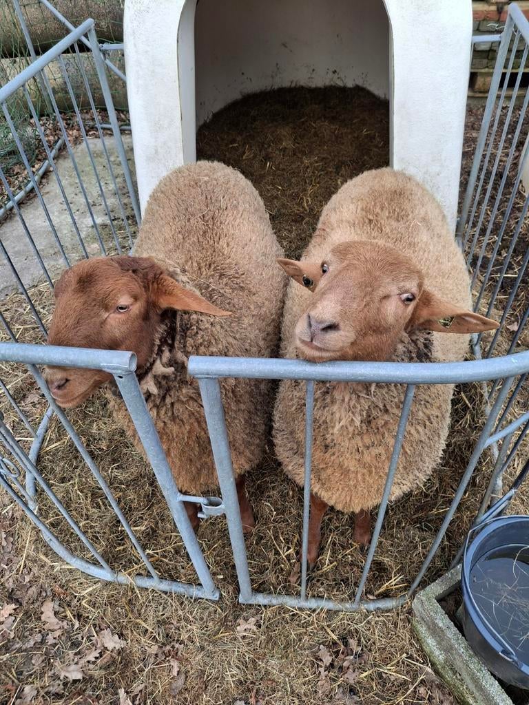 Coburger fuchs ram van 2025, Mannelijk, Schaap