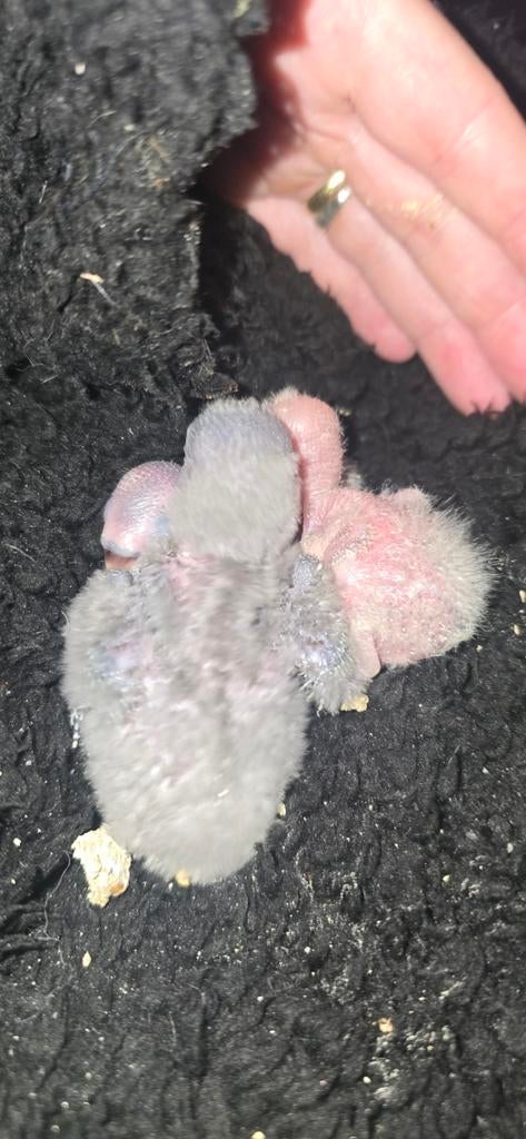 Gereseveerd Baby agapornis, Dieren en Toebehoren, Vogels | Parkieten en Papegaaien, Geslacht onbekend, Dwergpapegaai of Agapornis