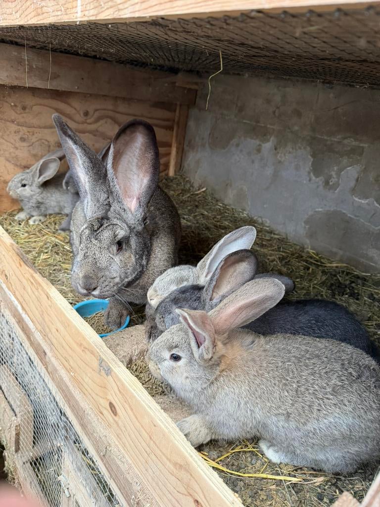 Jonge Vlaamse reuzen, Dieren en Toebehoren, Konijnen, Meerdere dieren, Groot, 0 tot 2 jaar