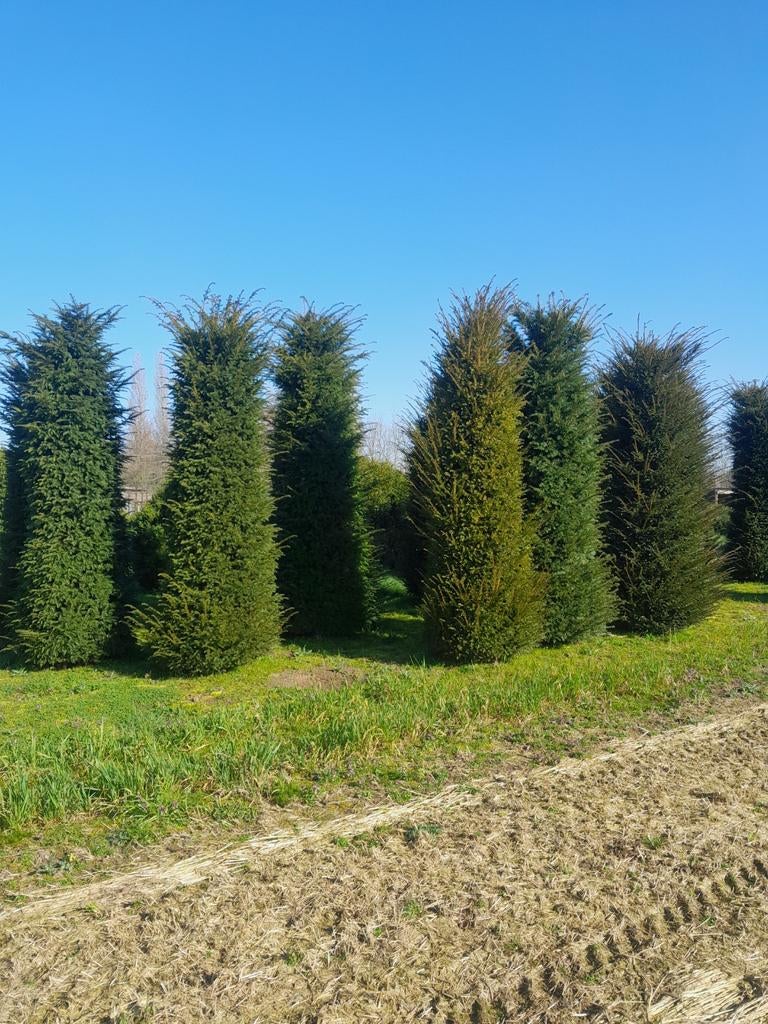 Taxus baccata, Tuin en Terras, Planten | Bomen, Ophalen, Bloeit niet, Halfschaduw, Overige soorten