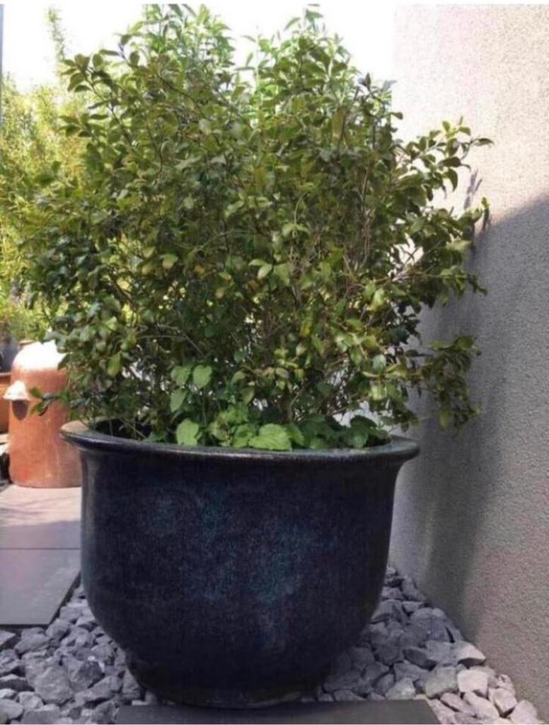 Grote donkerblauwe bloempot HxD 58x90cm, Tuin en Terras, 40 cm of meer, Rond, Ophalen of Verzenden, Zo goed als nieuw