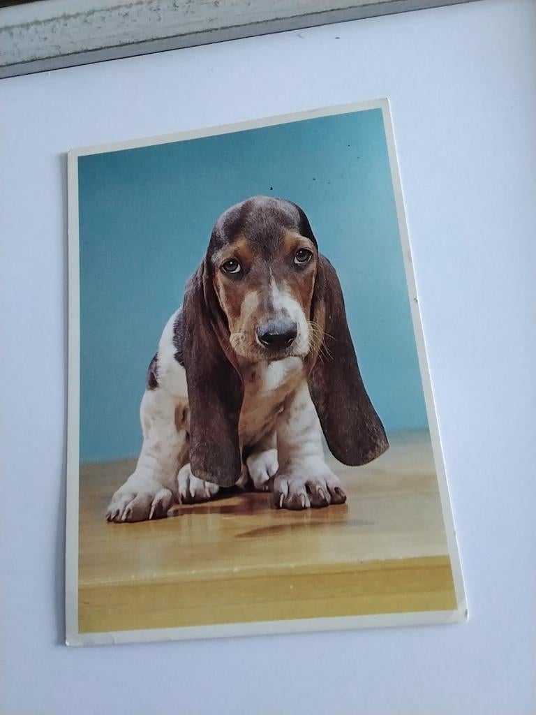 Walter Chandoha. 1988. BASSET HOUND PUP, Ophalen of Verzenden, 1980 tot heden, Overige thema's