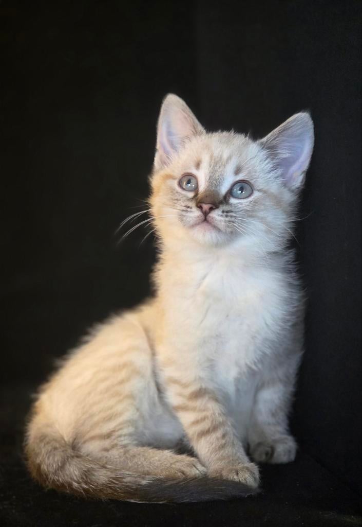 Mooie kruising thaisiamees x sneeuwbengaal, Dieren en Toebehoren, Meerdere dieren, Gechipt, 0 tot 2 jaar