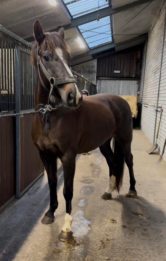 Merrie Qartoon de muze 6 jaar, Dieren en Toebehoren, Paarden, Merrie, Onbeleerd, Minder dan 160 cm, 3 tot 6 jaar, Springpaard