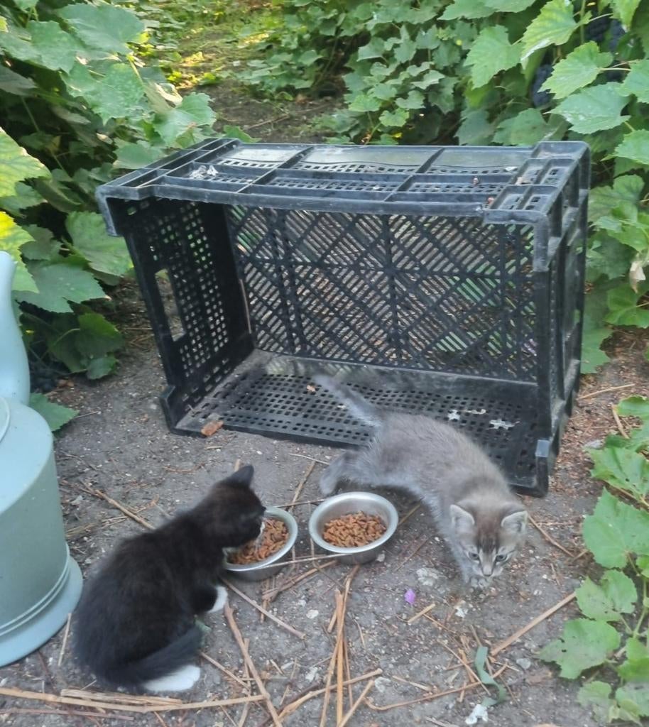 2 kittens ca. 16 weken oud [nog eentje beschikbaar], Meerdere dieren, 0 tot 2 jaar