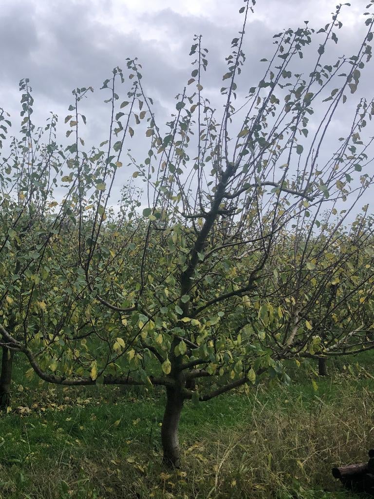 Leivorm pruimenboom Opal 24 jaar, Ophalen, 250 tot 400 cm, Pruimenboom, Lente