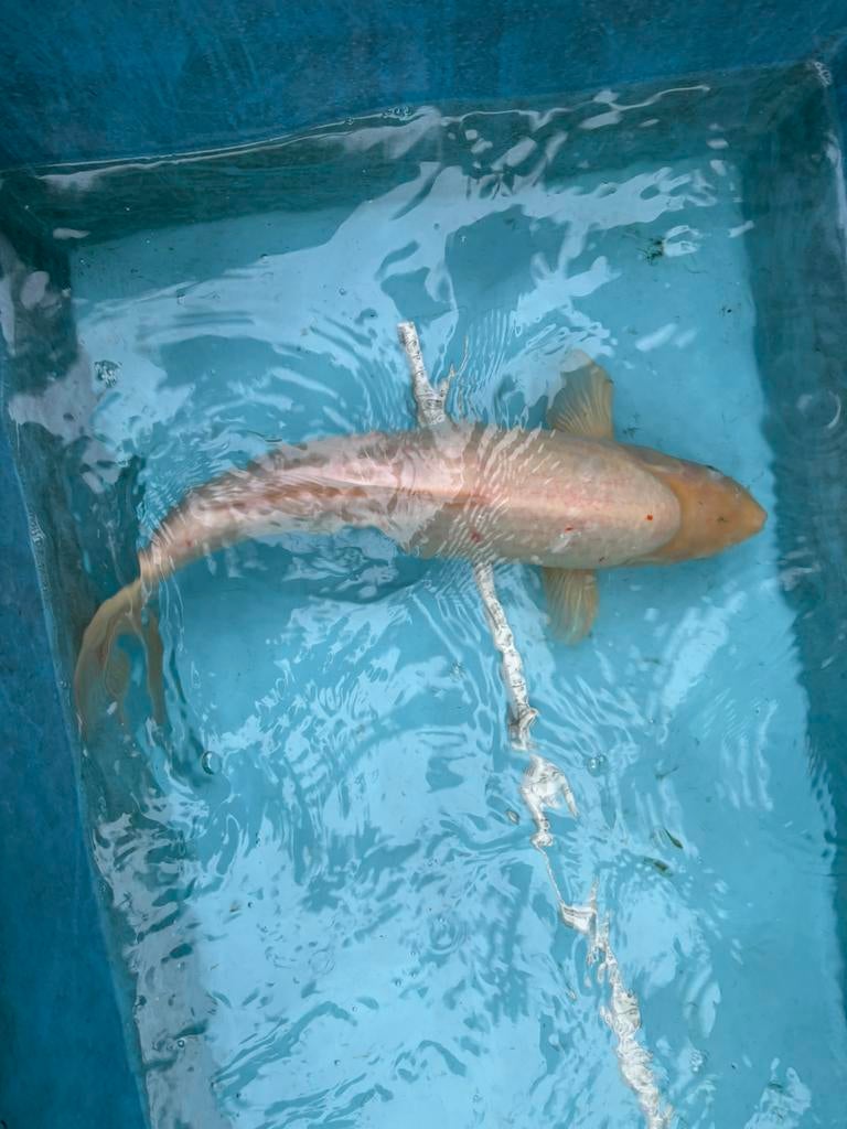 Shiro muji koi koikarper japanse koi vis vissen vijver, Karper of Koi