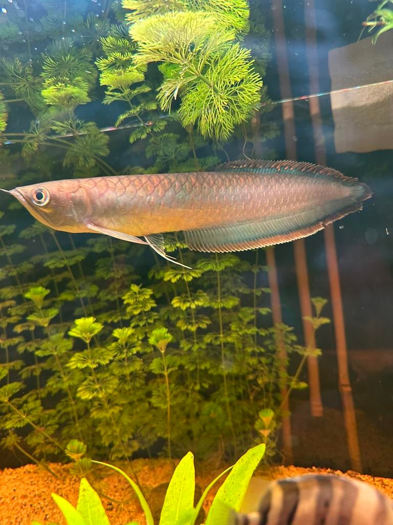 Zwarte arowana., Dieren en Toebehoren, Vis