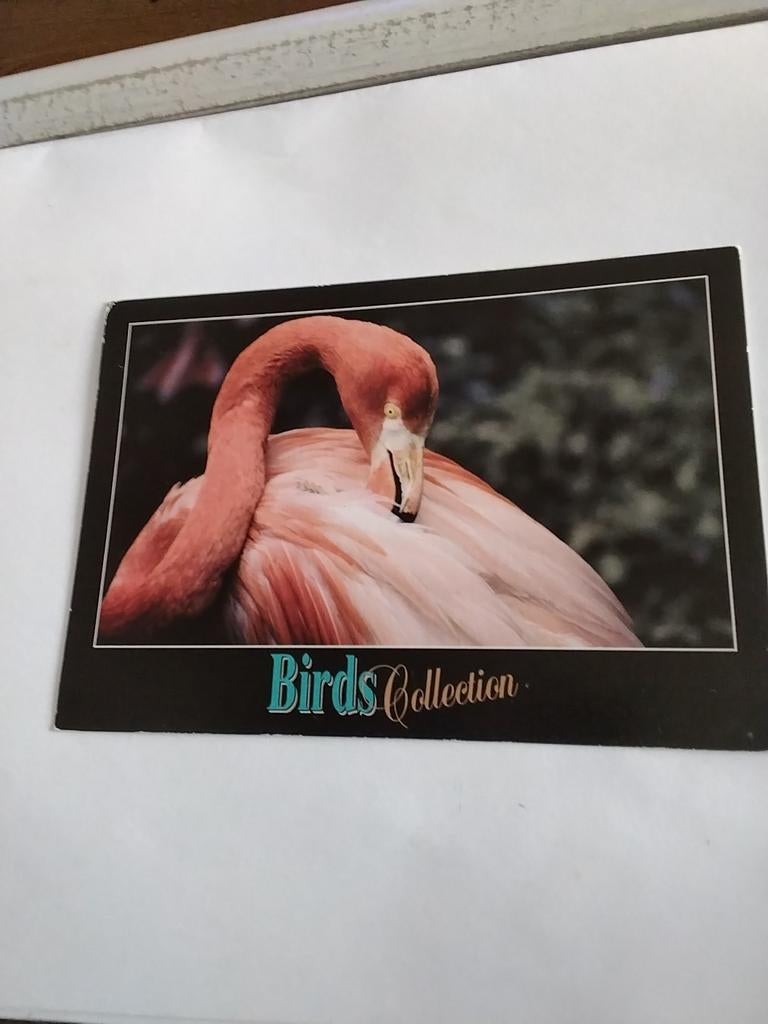 BIRDS. FLAMINGO, Ophalen of Verzenden, Sterren en Beroemdheden