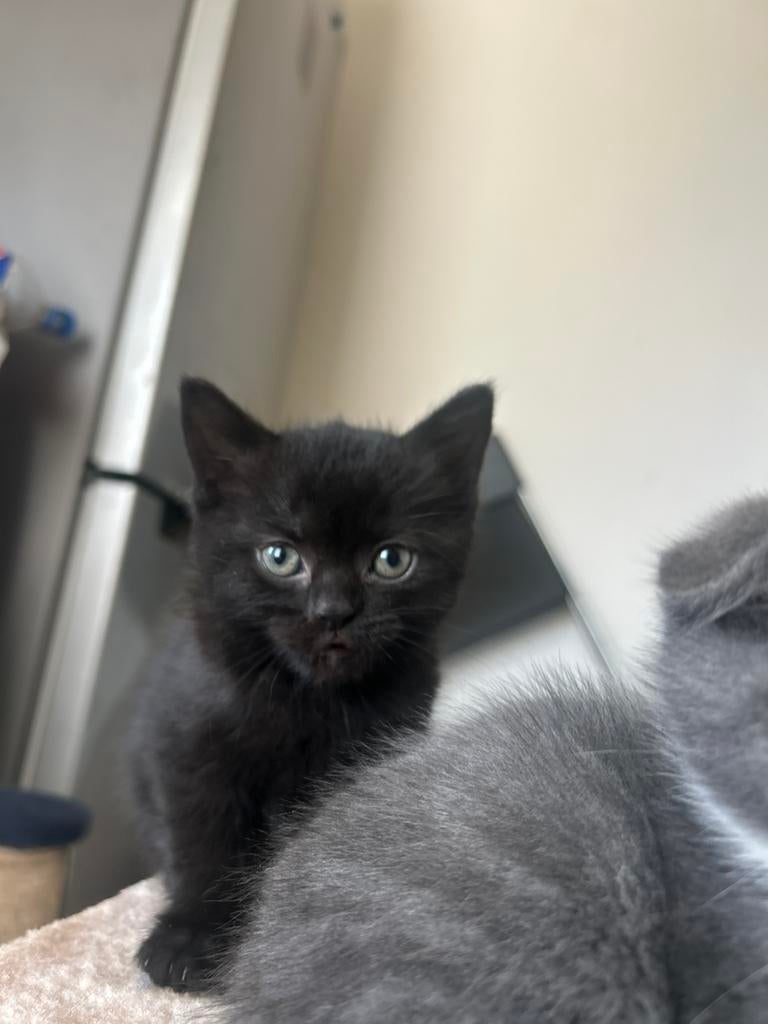 Brits korthaar te koop voor 350 vast prijs voor minder niet, Poes